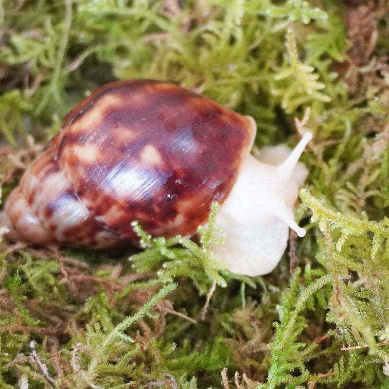 Begeterday Natural Moss for Pet Snails, Perfect Pet Snail Supplies for Maintain The Humidity Levels in The Enclosure - Image 4